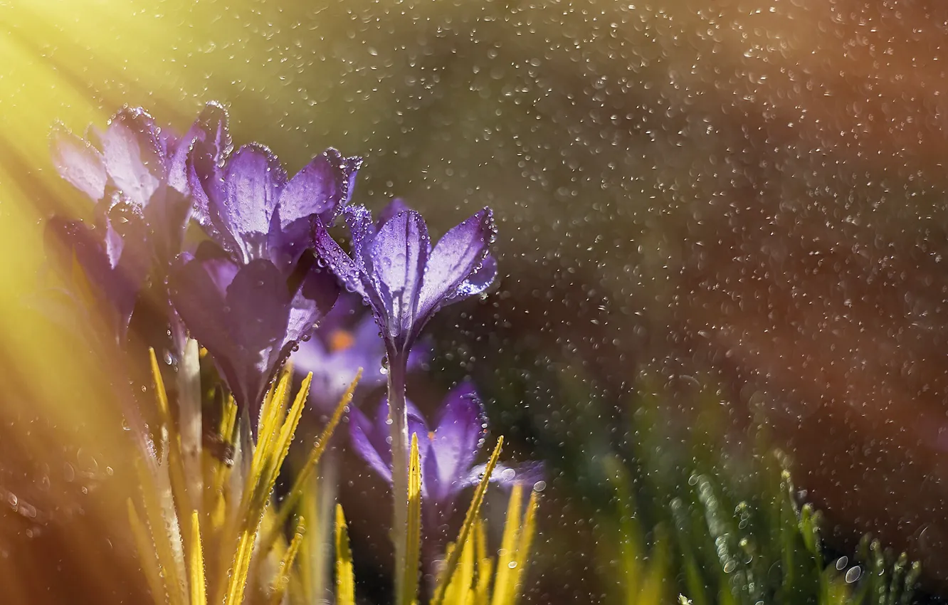 Photo wallpaper drops, macro, light, flowers, nature, rain, spring, crocuses
