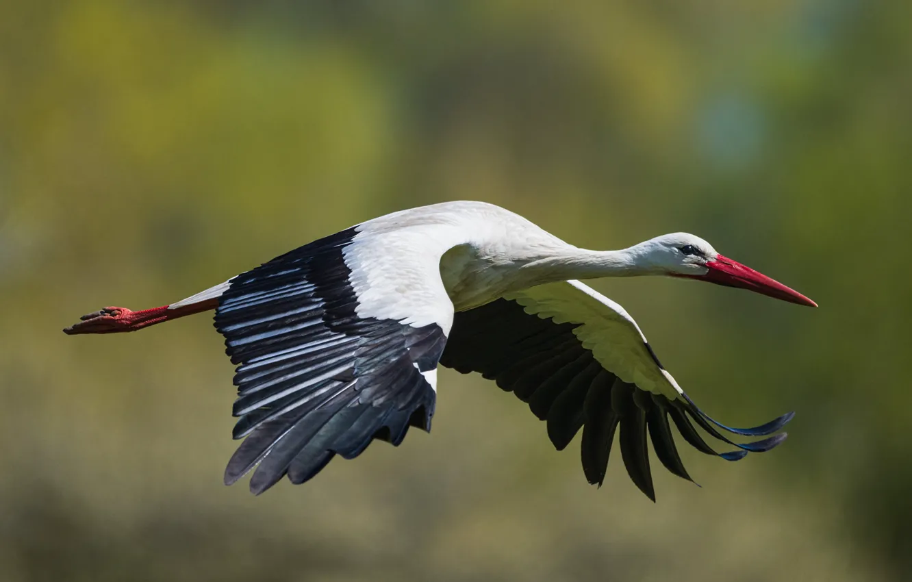Photo wallpaper flight, bird, blurred background, white stork