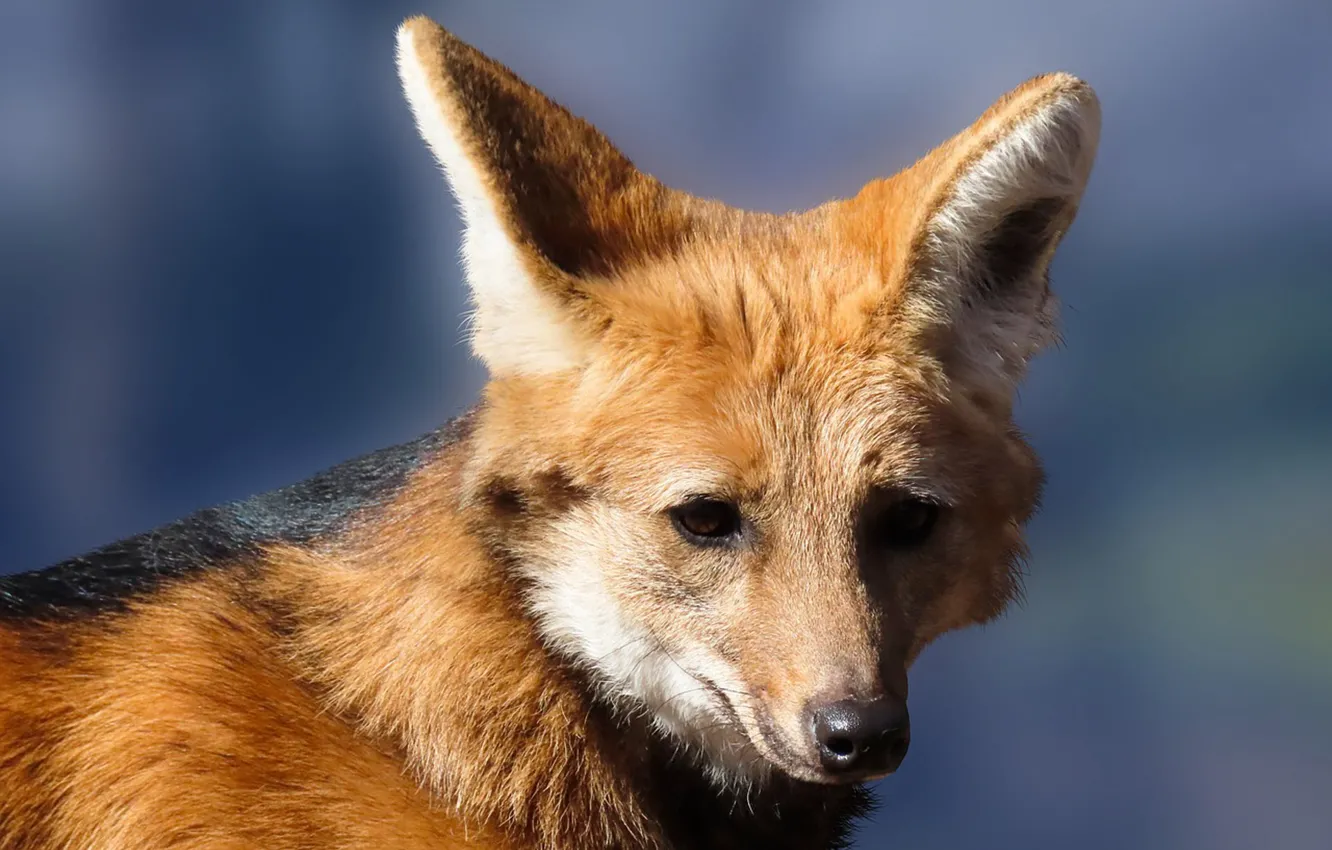 Photo wallpaper animal, wildlife, Red Fox