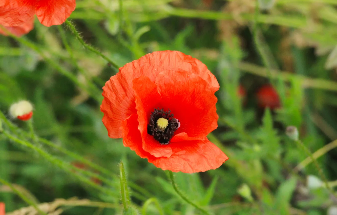 Photo wallpaper red, flower, poppy