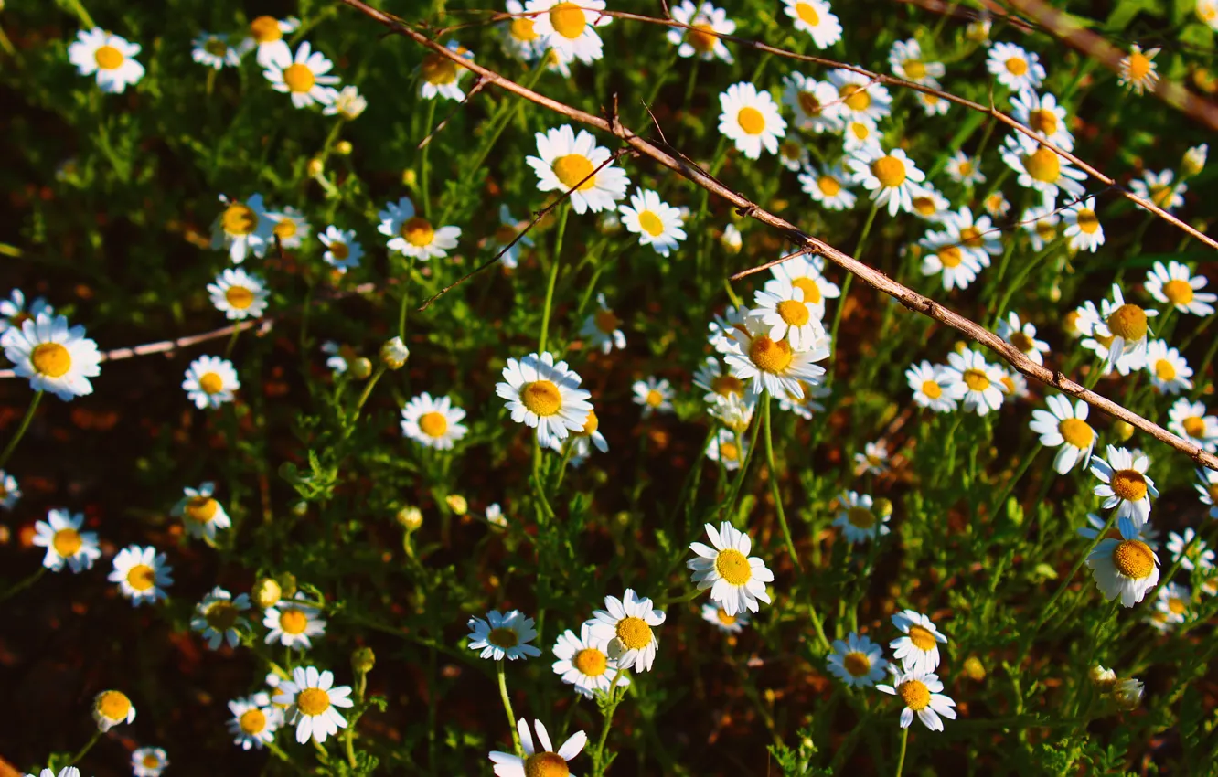 Photo wallpaper grass, flowers, Chamomile, summer.