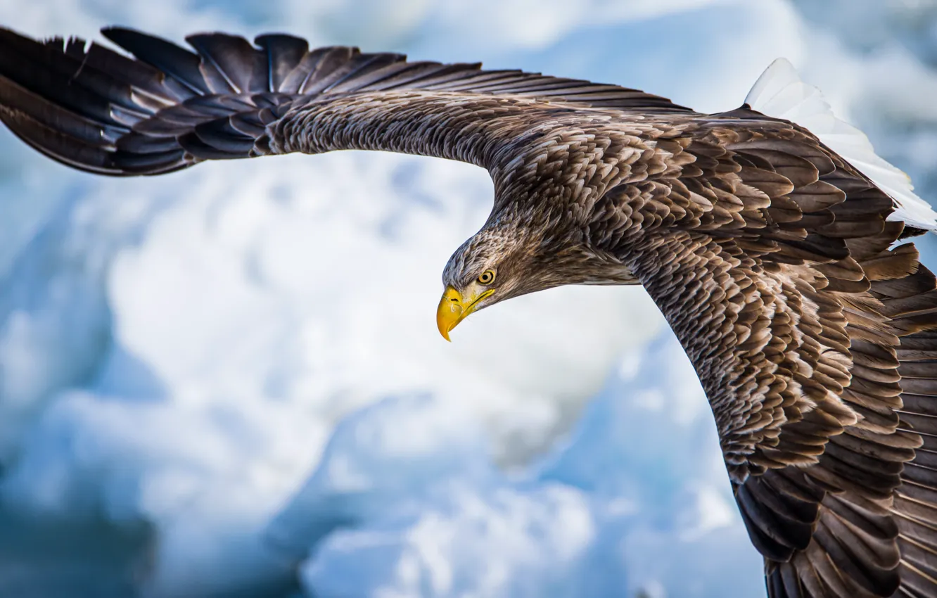 Photo wallpaper the sky, clouds, flight, bird, wings, predator, sky, bird