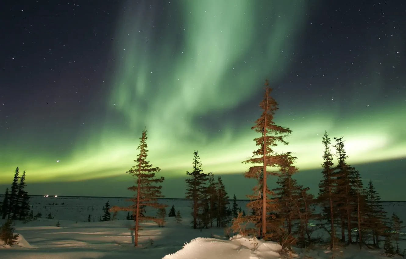 Photo wallpaper winter, trees, night, Northern lights, Aurora