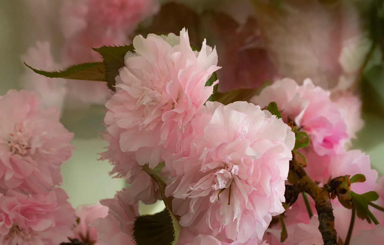Photo wallpaper leaves, macro, flowers, branches, spring, Sakura, pink, flowering