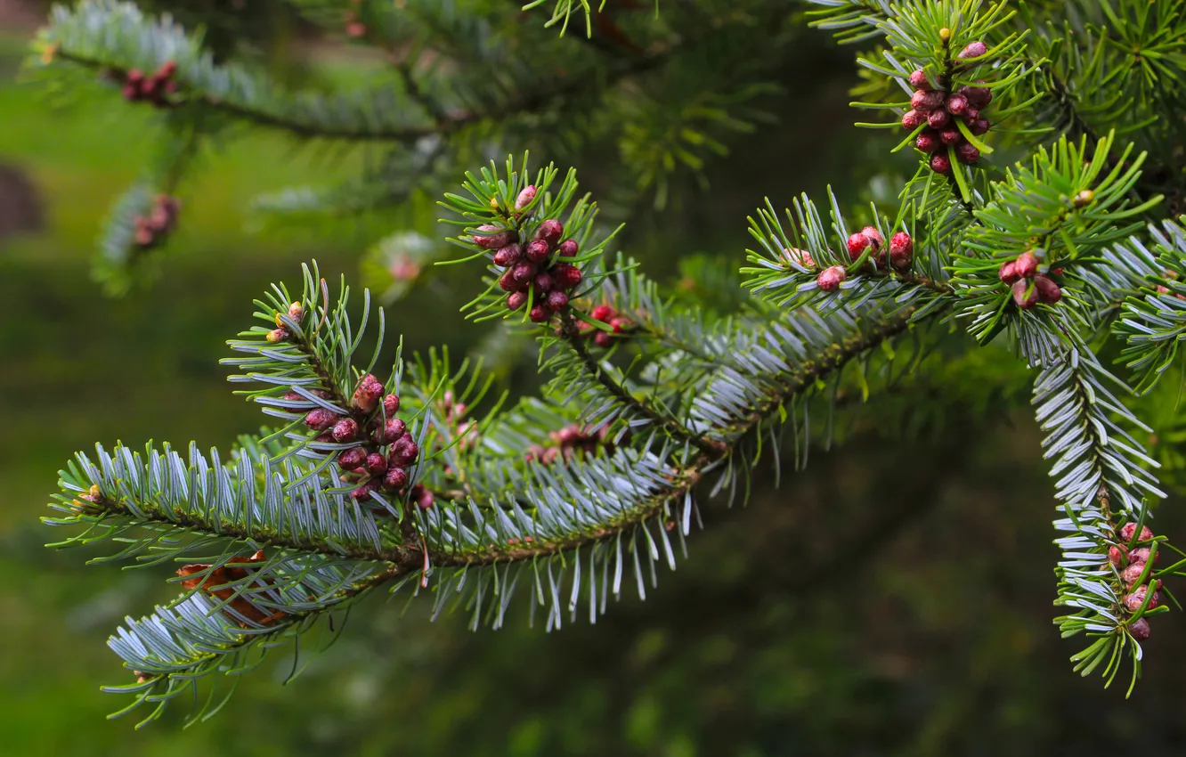 Photo wallpaper spring, pine, twig
