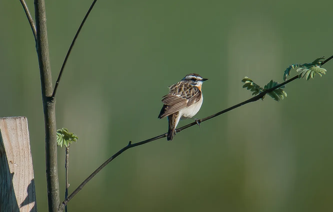 Photo wallpaper bird, photohunt, mint, background, spring