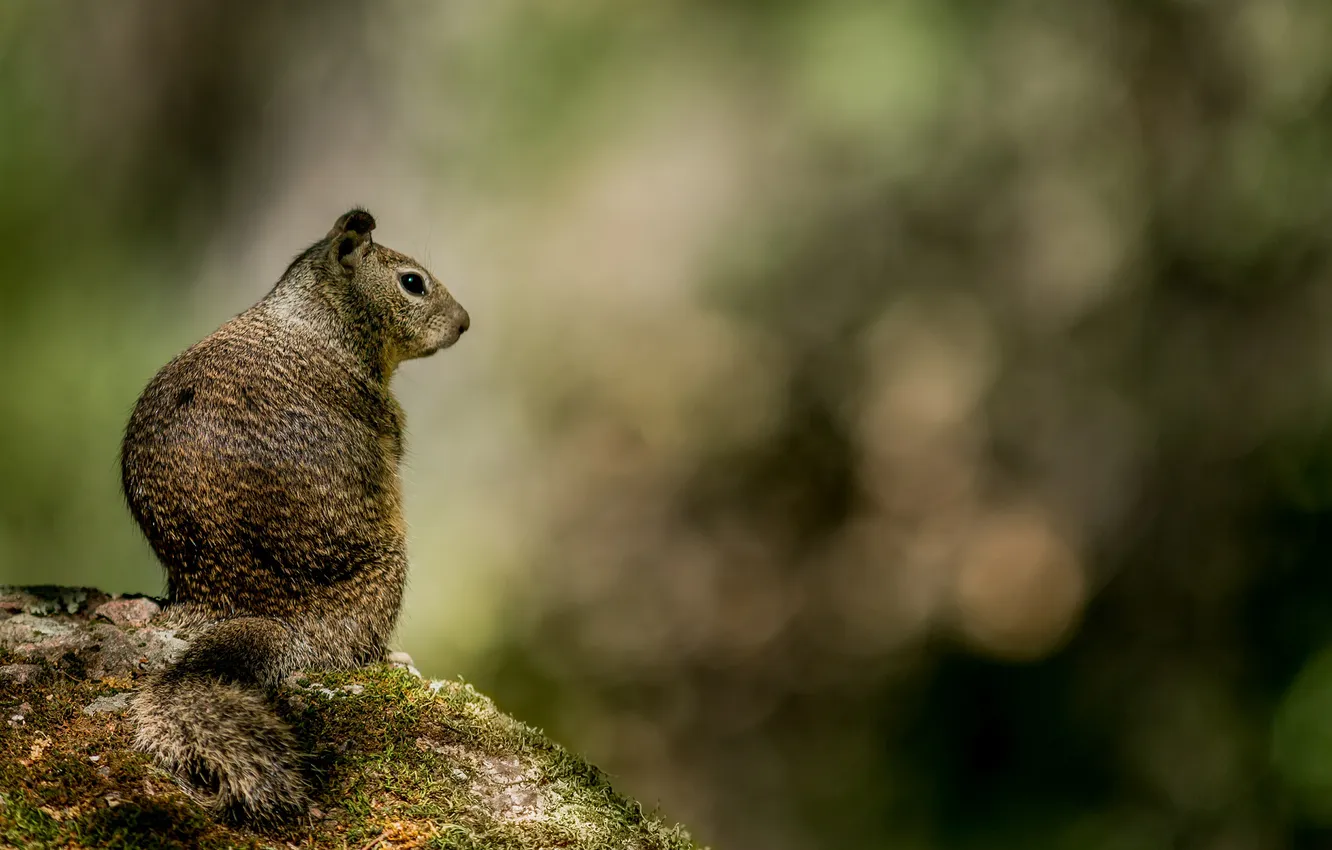 Photo wallpaper glare, stones, background, moss, protein