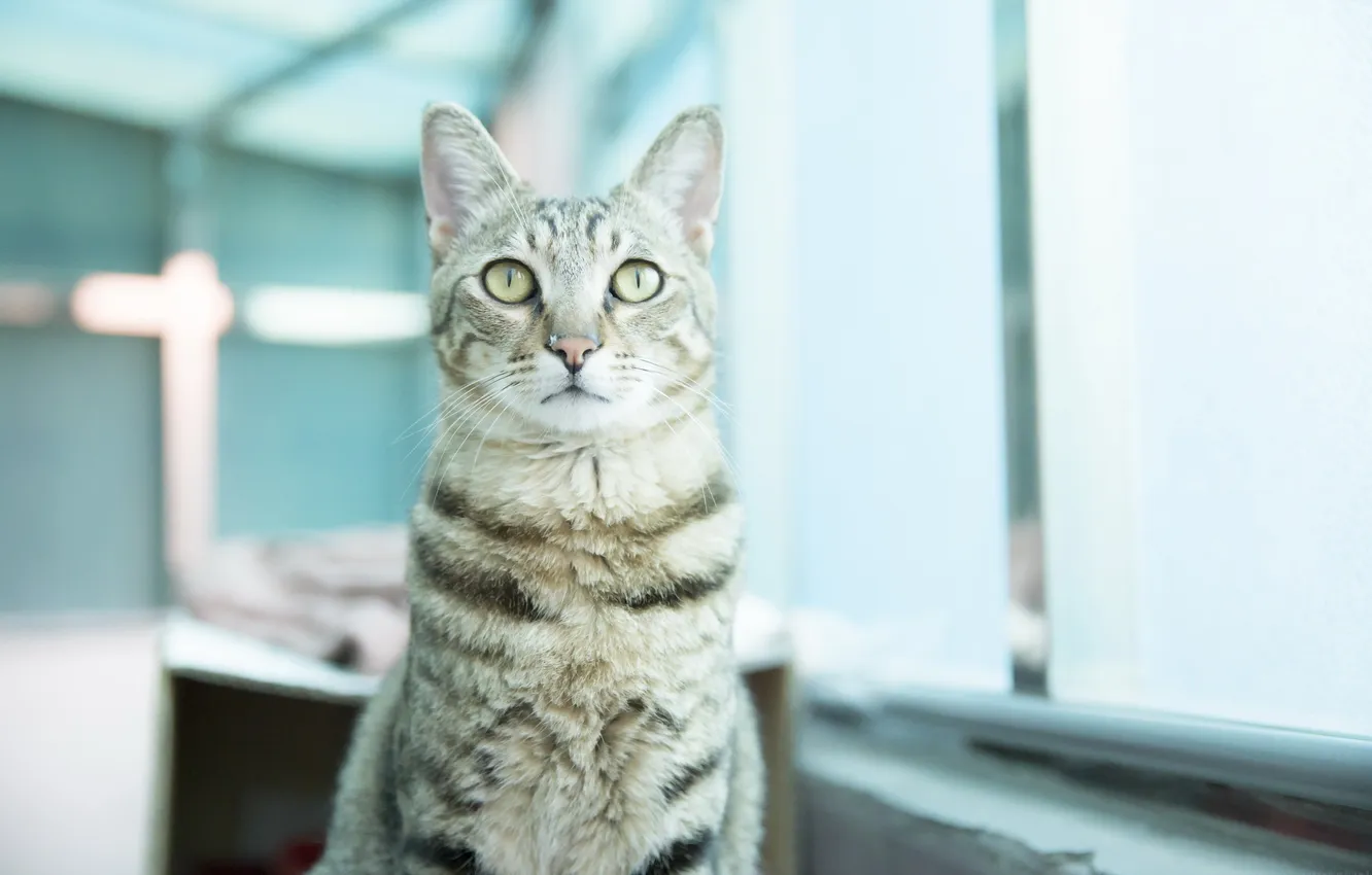 Photo wallpaper cat, look, home