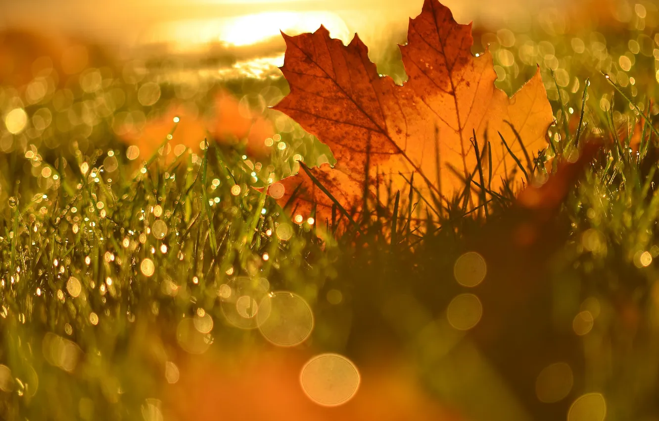 Photo wallpaper autumn, leaves, nature