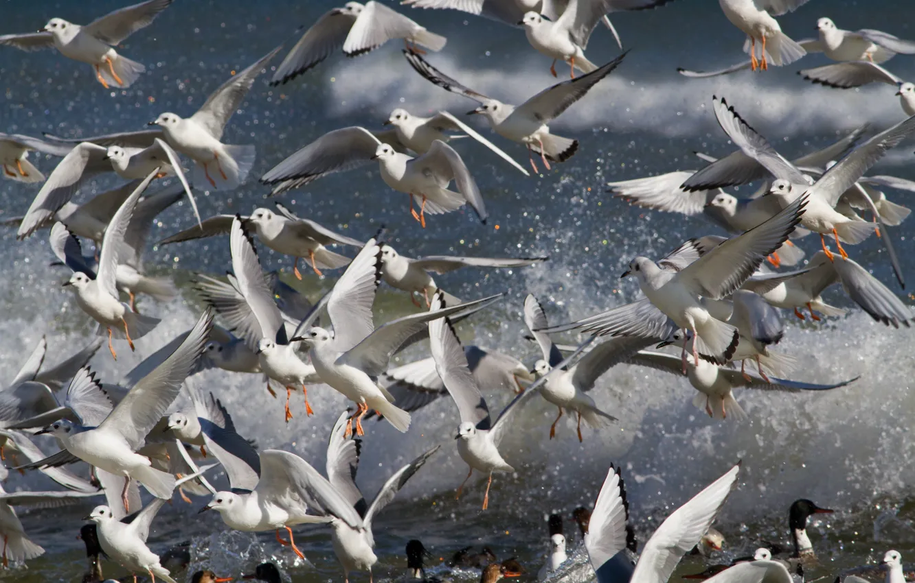 Photo wallpaper bird, pack, Bonaparta Seagull