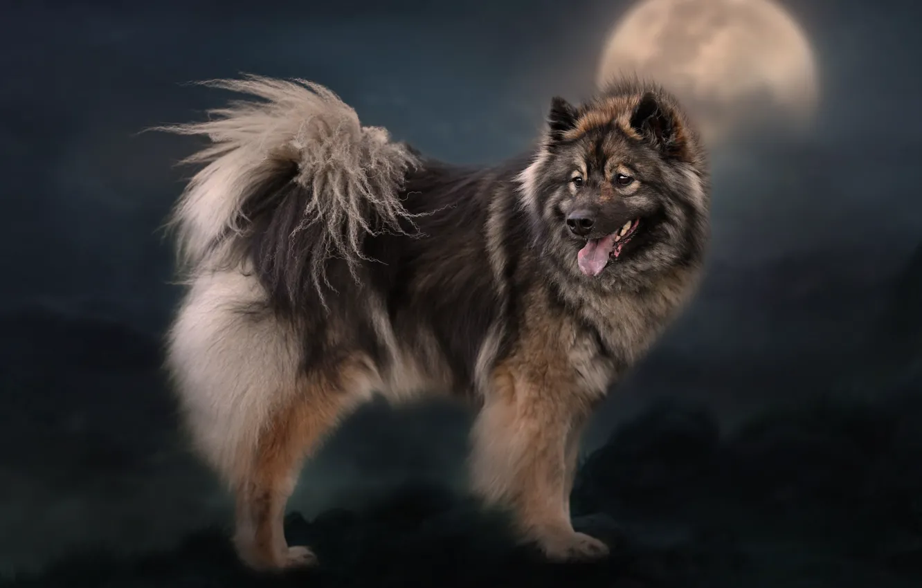 Photo wallpaper background, the moon, dog, The eurasier