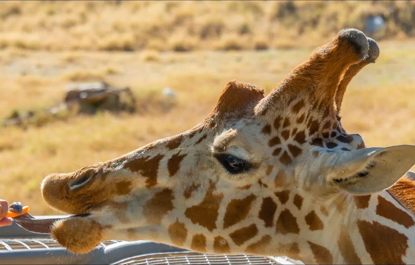 Photo wallpaper language, giraffe, giraffe, snack, appetizer, tongue