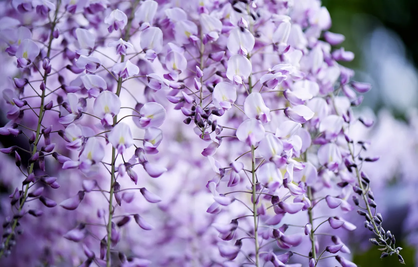 Photo wallpaper macro, bunches, lilac, Wisteria, Wisteria