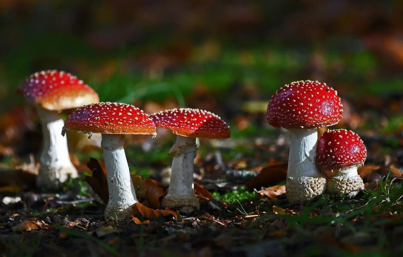 Photo wallpaper autumn, mushrooms, mushroom