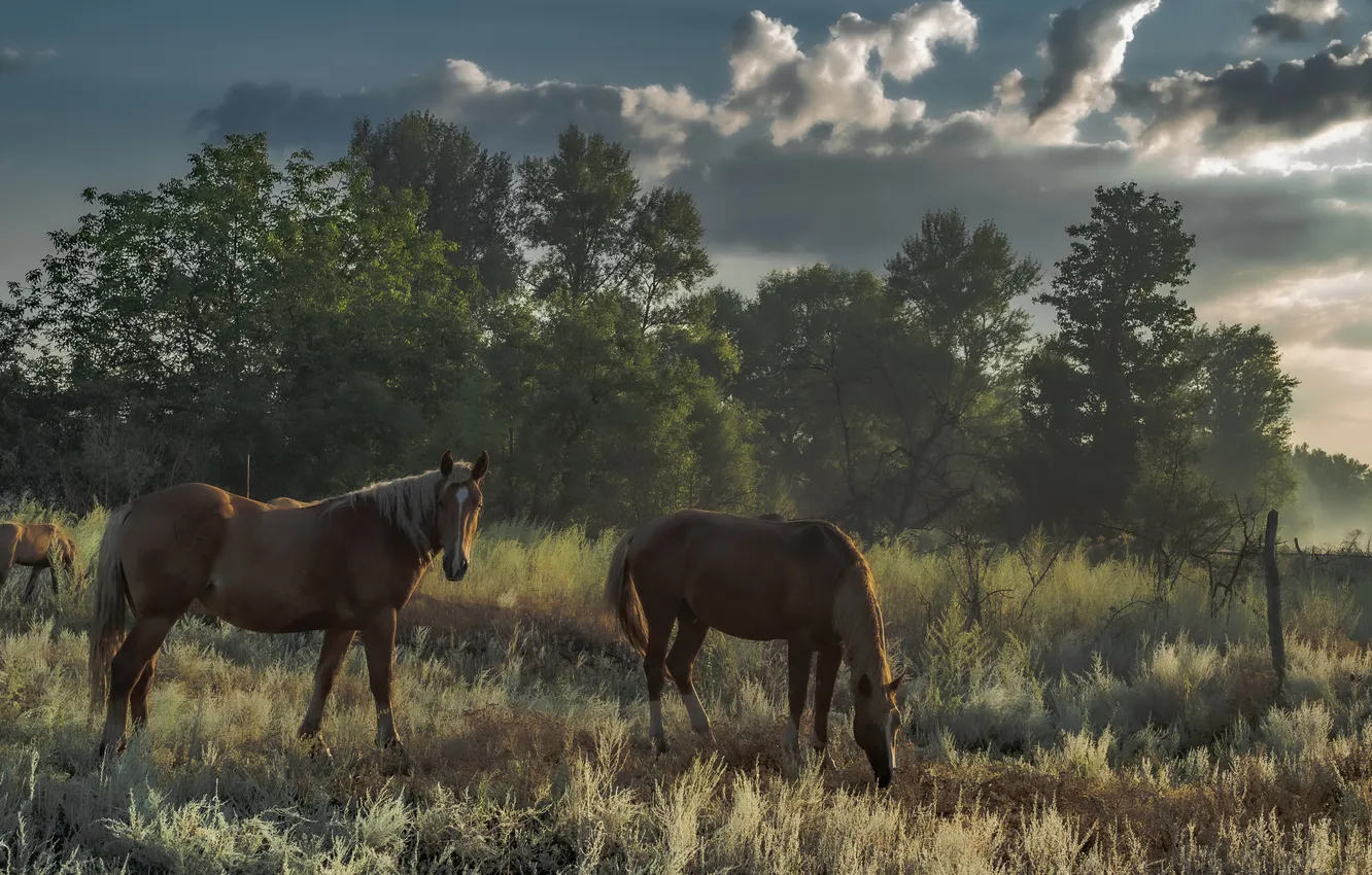 Photo wallpaper horses, Mammals, Grazing