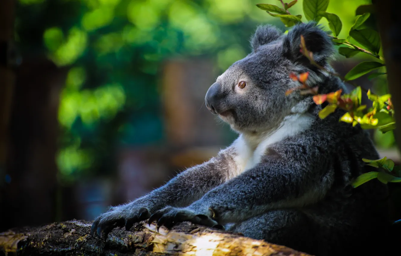 Photo wallpaper bear, Koala, Marsupials bear