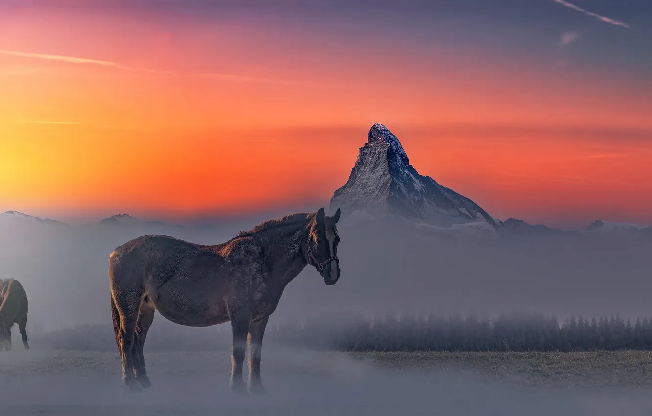 Photo wallpaper field, the sky, sunset, mountains, fog, horse, horse, tops