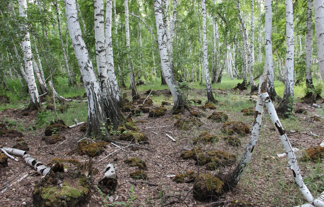 Photo wallpaper forest, summer, branches, green, moss, birch, broken birch