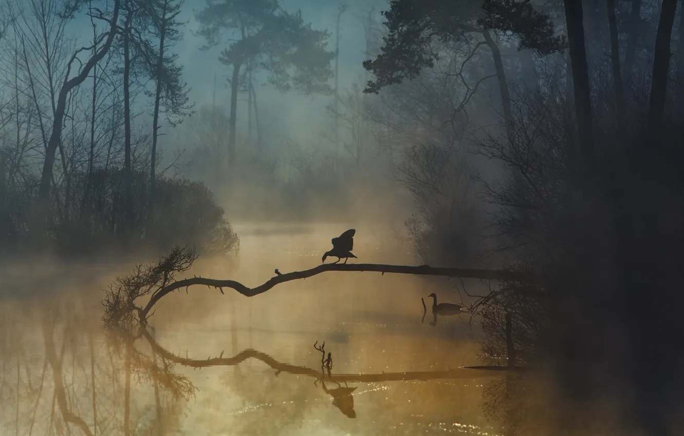 Photo wallpaper forest, birds, fog, river, forest, river, birds, fog