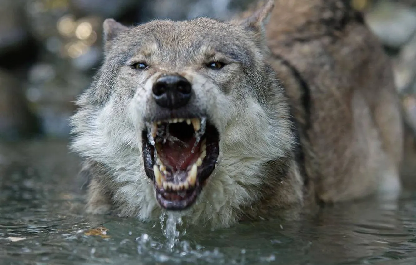 Photo wallpaper Predator, nature, snow, face, animal, wolf, canis lupus, wildlife