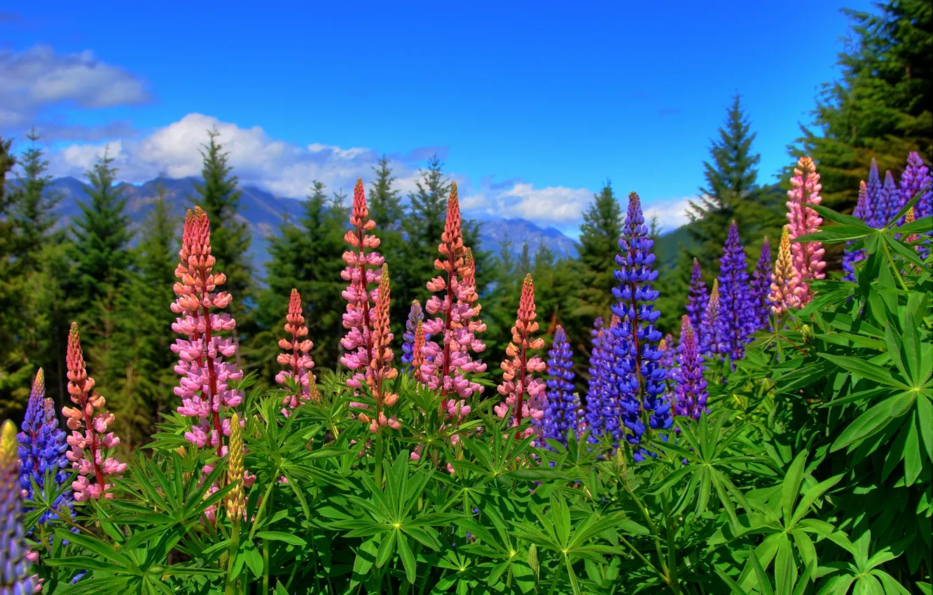 Photo wallpaper flowers, New Zealand, New Zealand, lupins