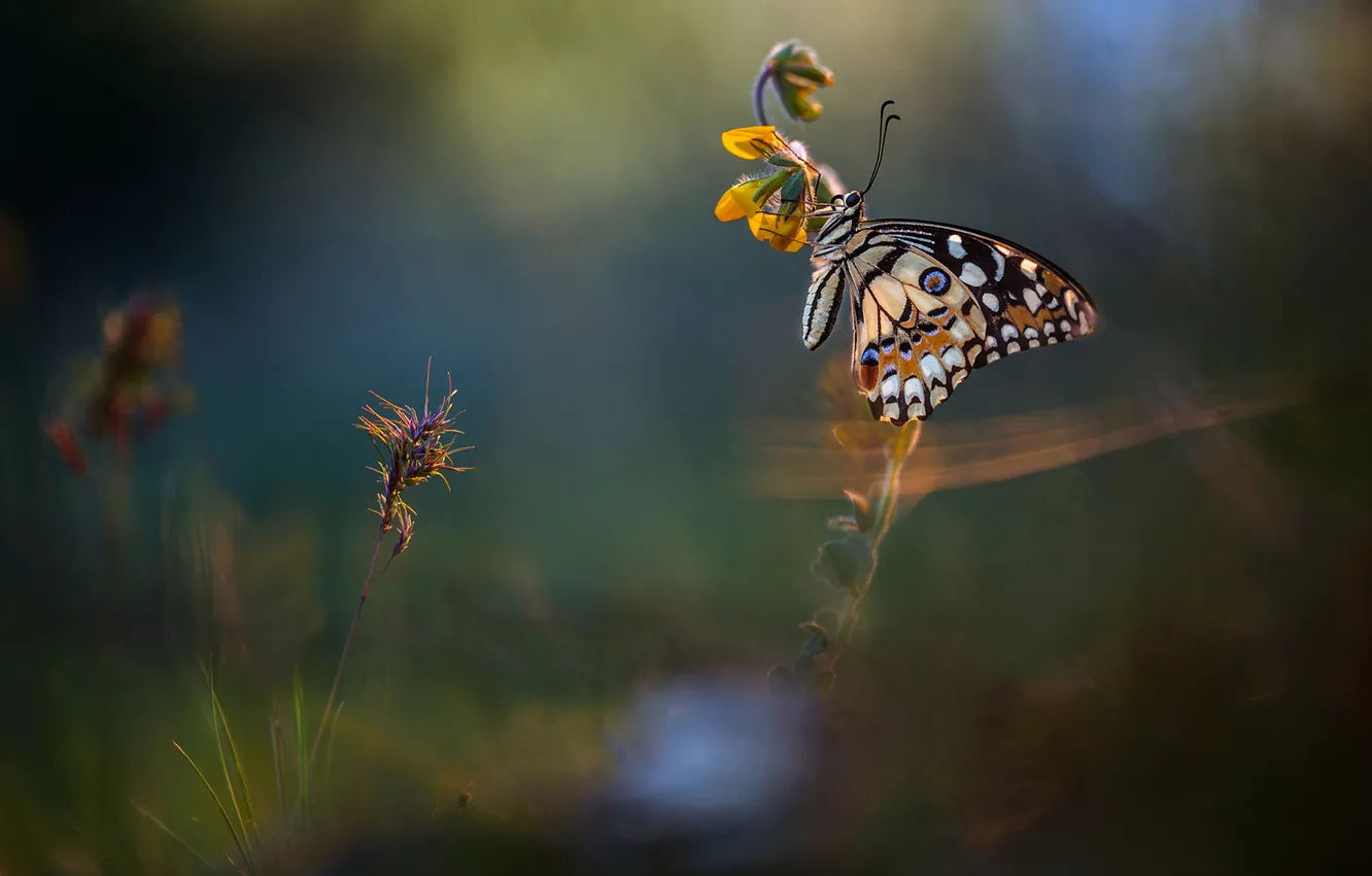 Photo wallpaper macro, background, butterfly, glade, insect, Wallpaper from lolita777