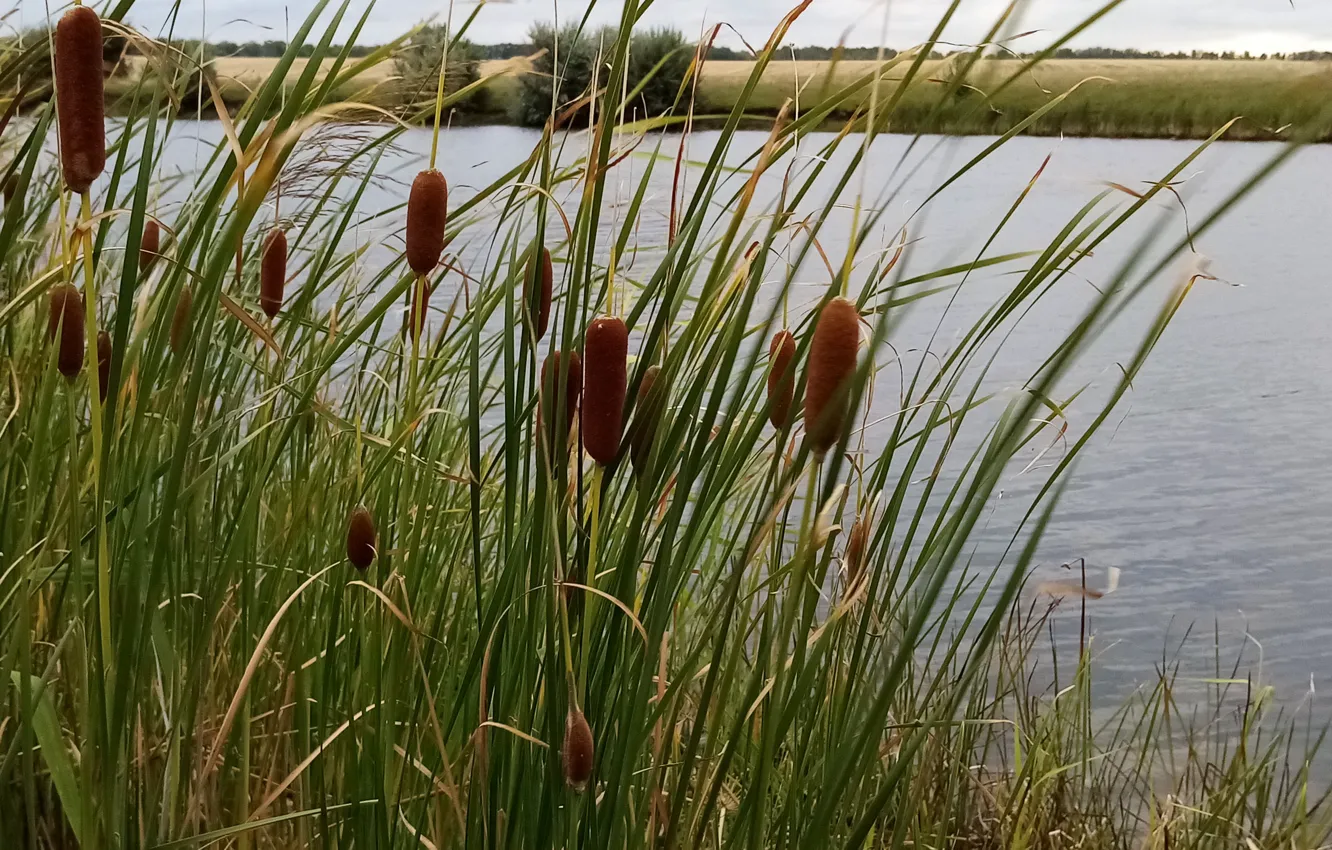 Photo wallpaper nature, pond, reed, August