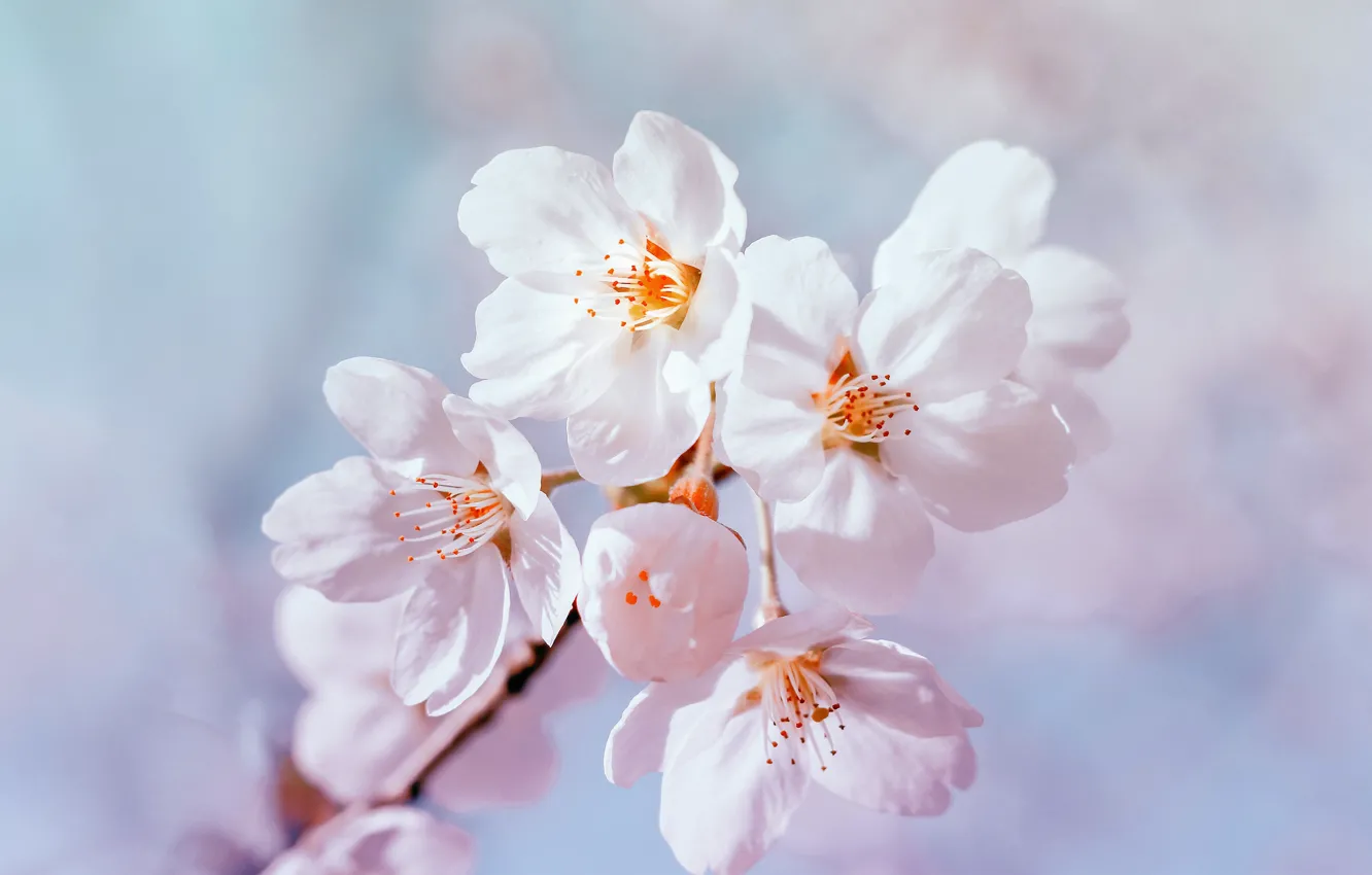 Photo wallpaper macro, flowers, spring, Apple, spring, apple tree, blooming, Raimond Klavins
