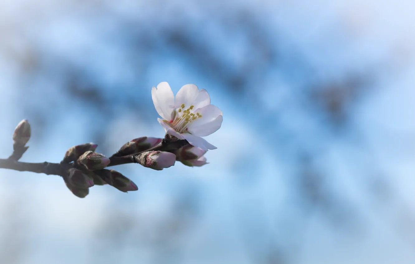 Photo wallpaper flower, cherry, branch, spring, kidney