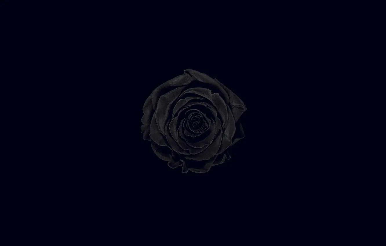 Photo wallpaper flowers, black background, black rose