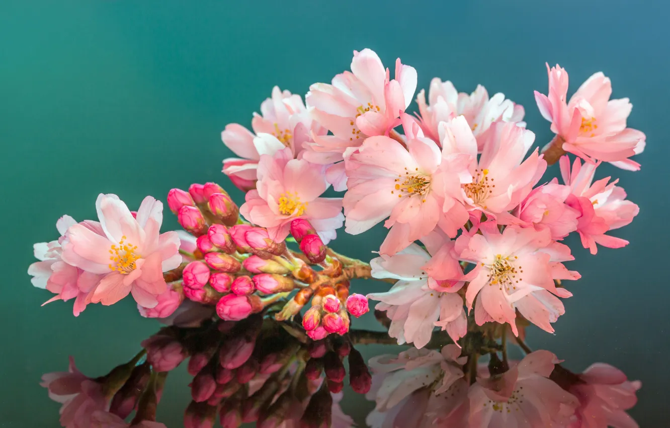 Photo wallpaper cherry, reflection, petals, mirror, blossoms, buds, stamens