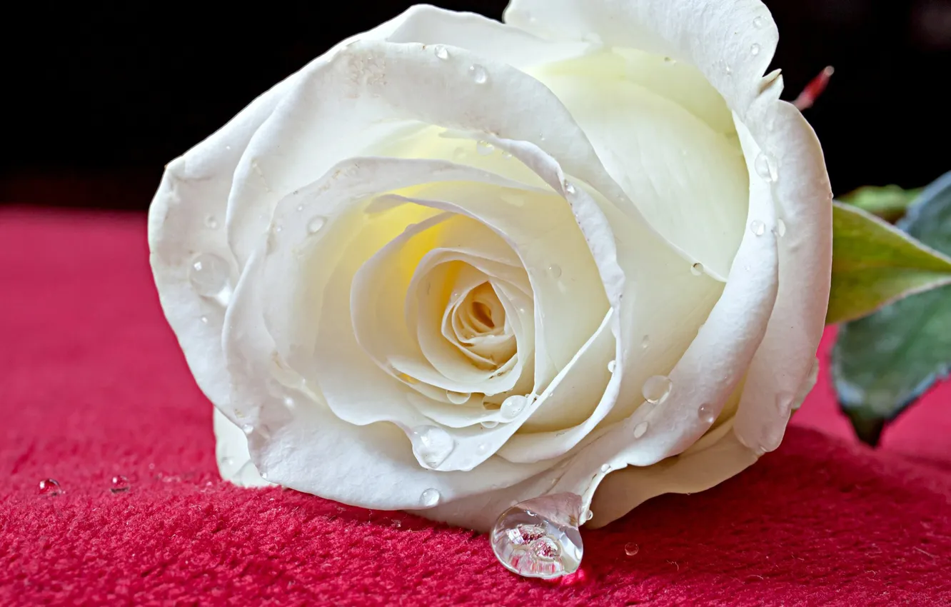 Photo wallpaper flowers, rose, white