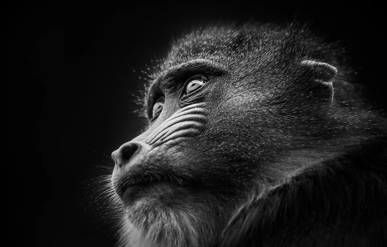 Photo wallpaper portrait, monkeys, the primacy of, Sphinx, mandrill