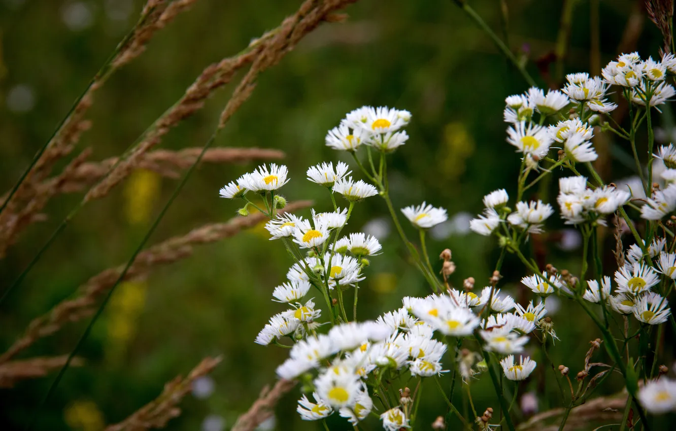 Photo wallpaper summer, grass, flowers, green