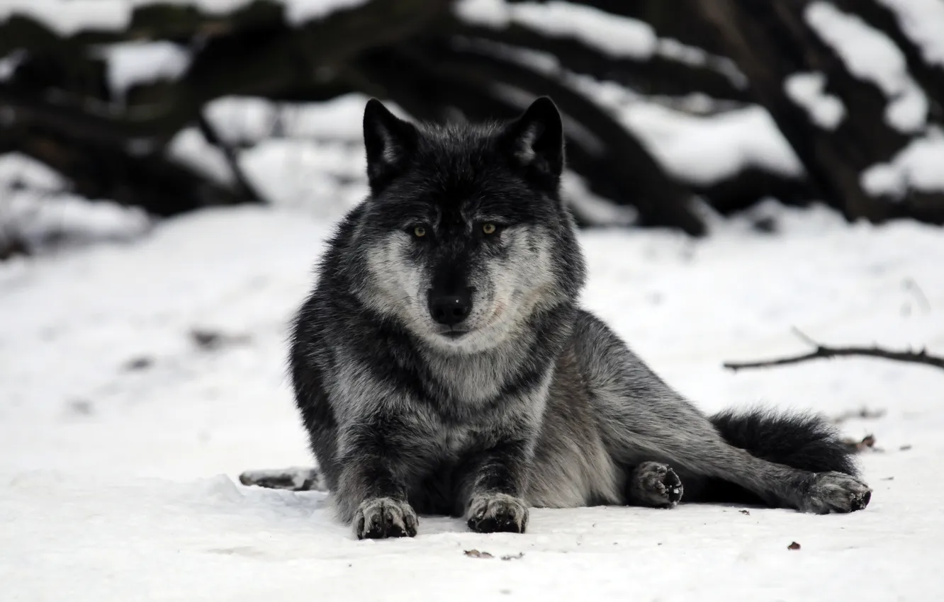 Photo wallpaper snow, grey, wolf, predator