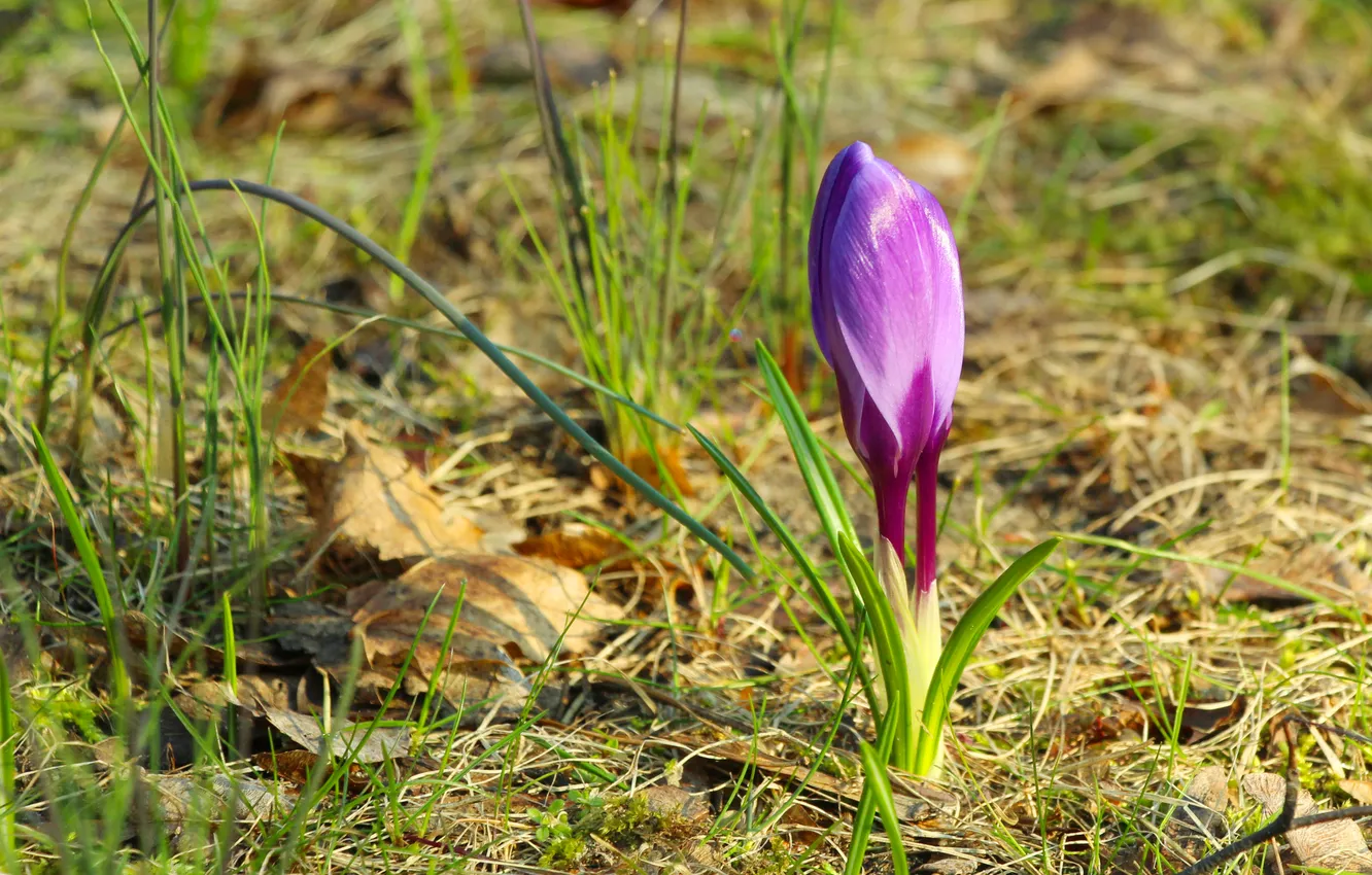 Photo wallpaper flower, spring, Crocus