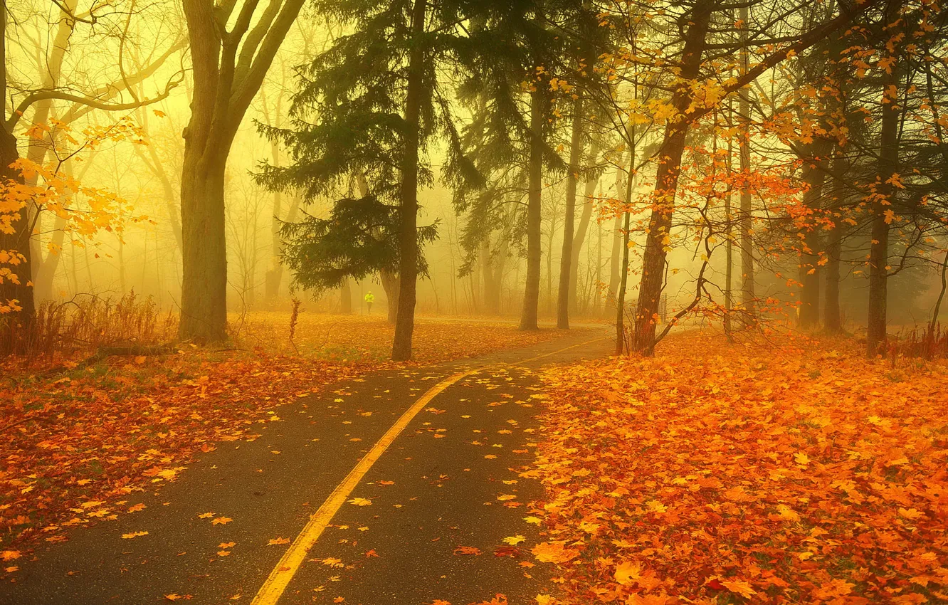 Photo wallpaper road, autumn, trees, nature, fog, Park, branch, foliage