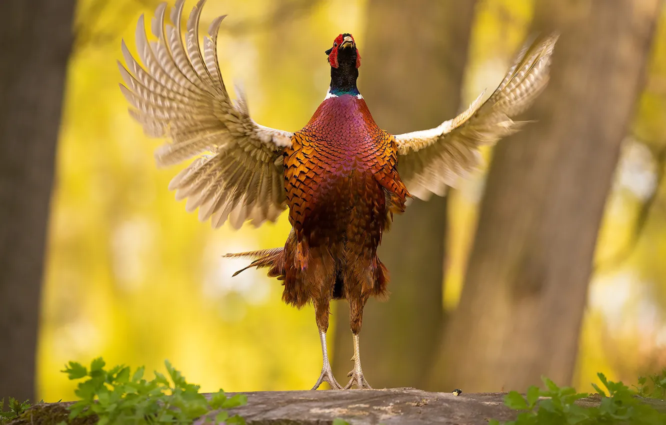 Photo wallpaper light, trees, pose, bird, wings, stroke, stand, bokeh