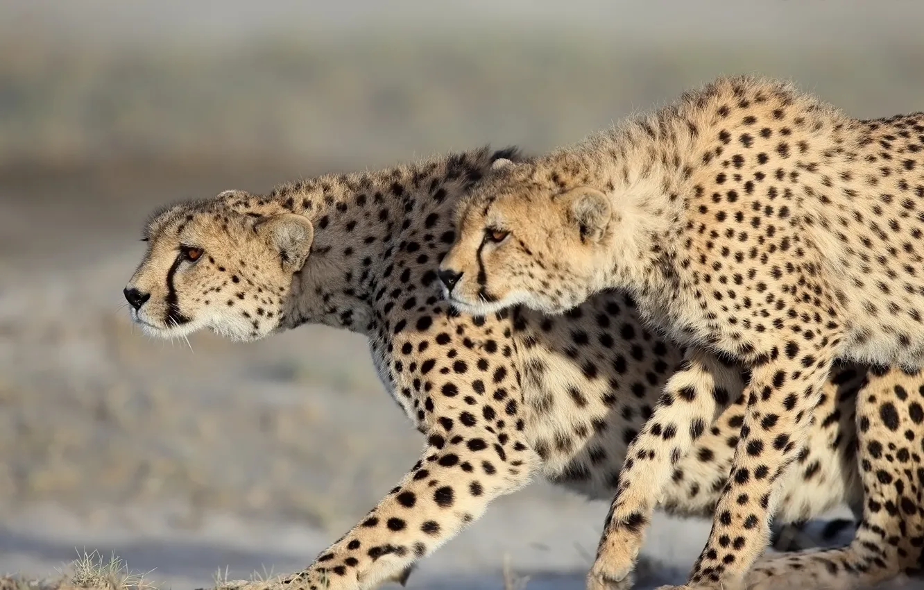 Photo wallpaper predators, wild cats, a couple, cheetahs