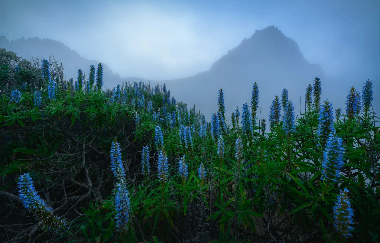 Photo wallpaper flowers, mountains, blue, fog, Alps, haze, twilight, the bushes