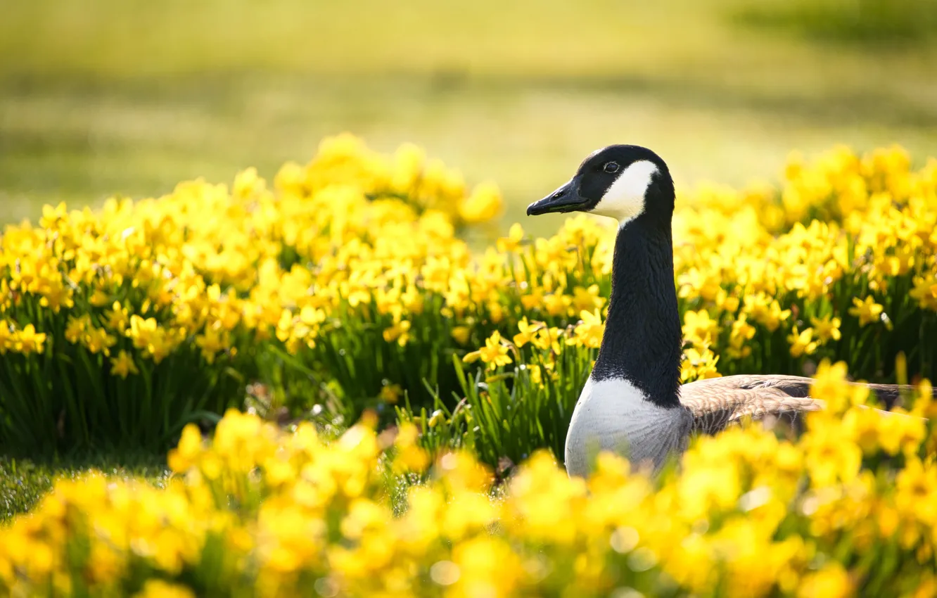 Photo wallpaper light, flowers, yellow, bird, spring, profile, flowerbed, geese