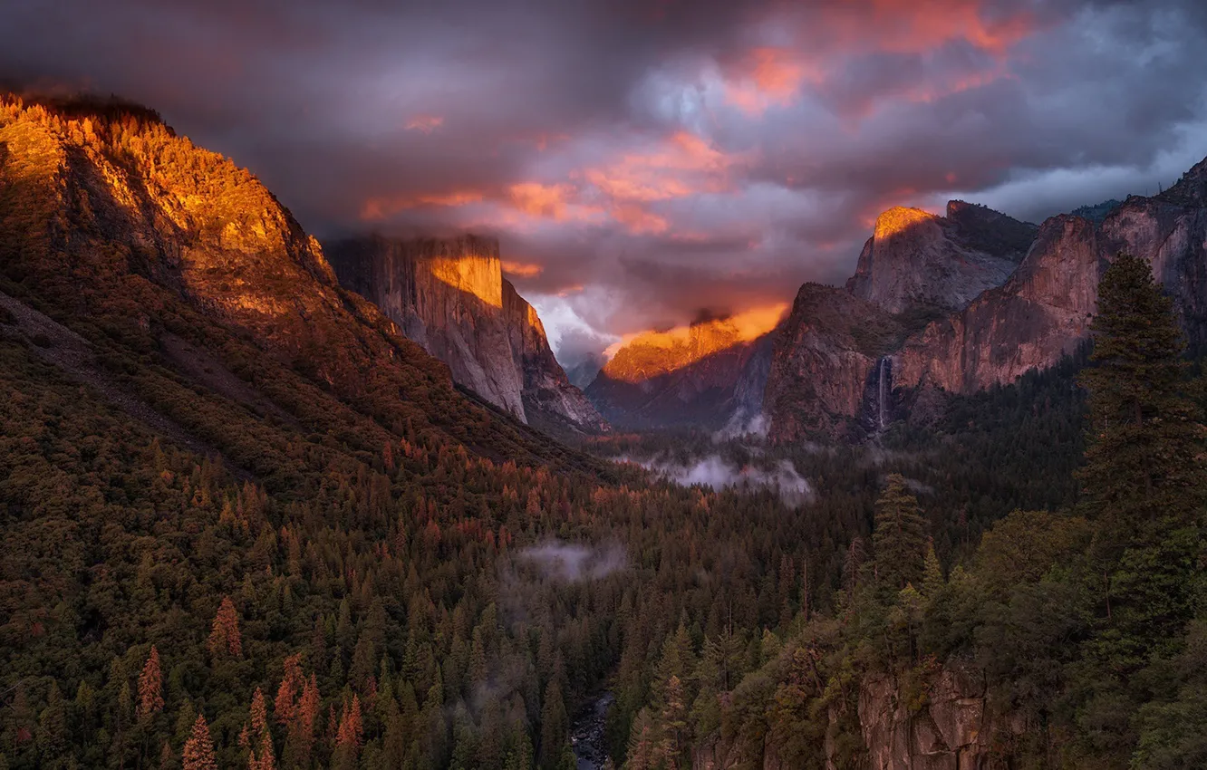 Photo wallpaper forest, mountains, USA, Yosemite National Park California