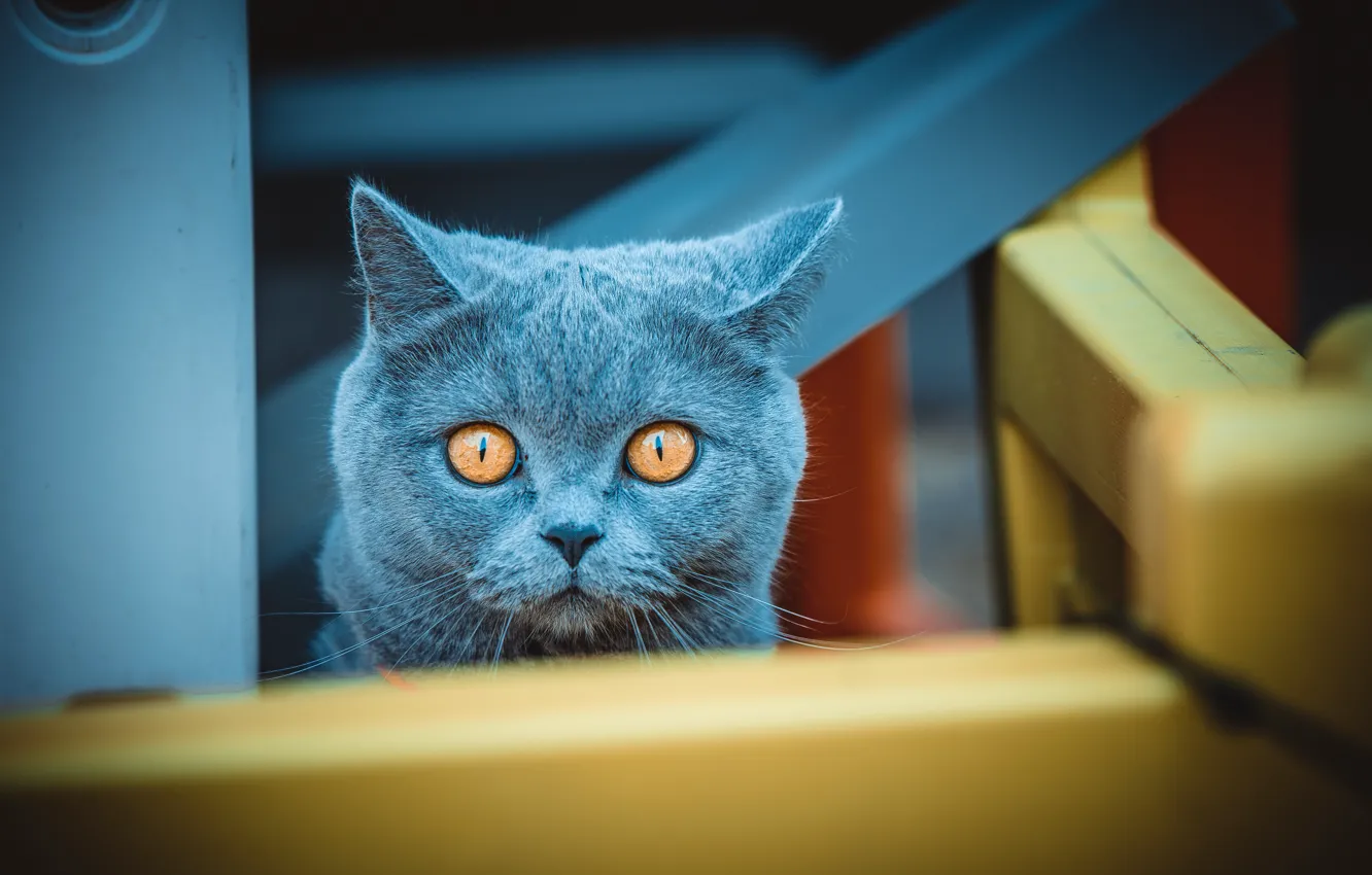 Photo wallpaper cat, cat, look, face, blue, design, portrait, maze