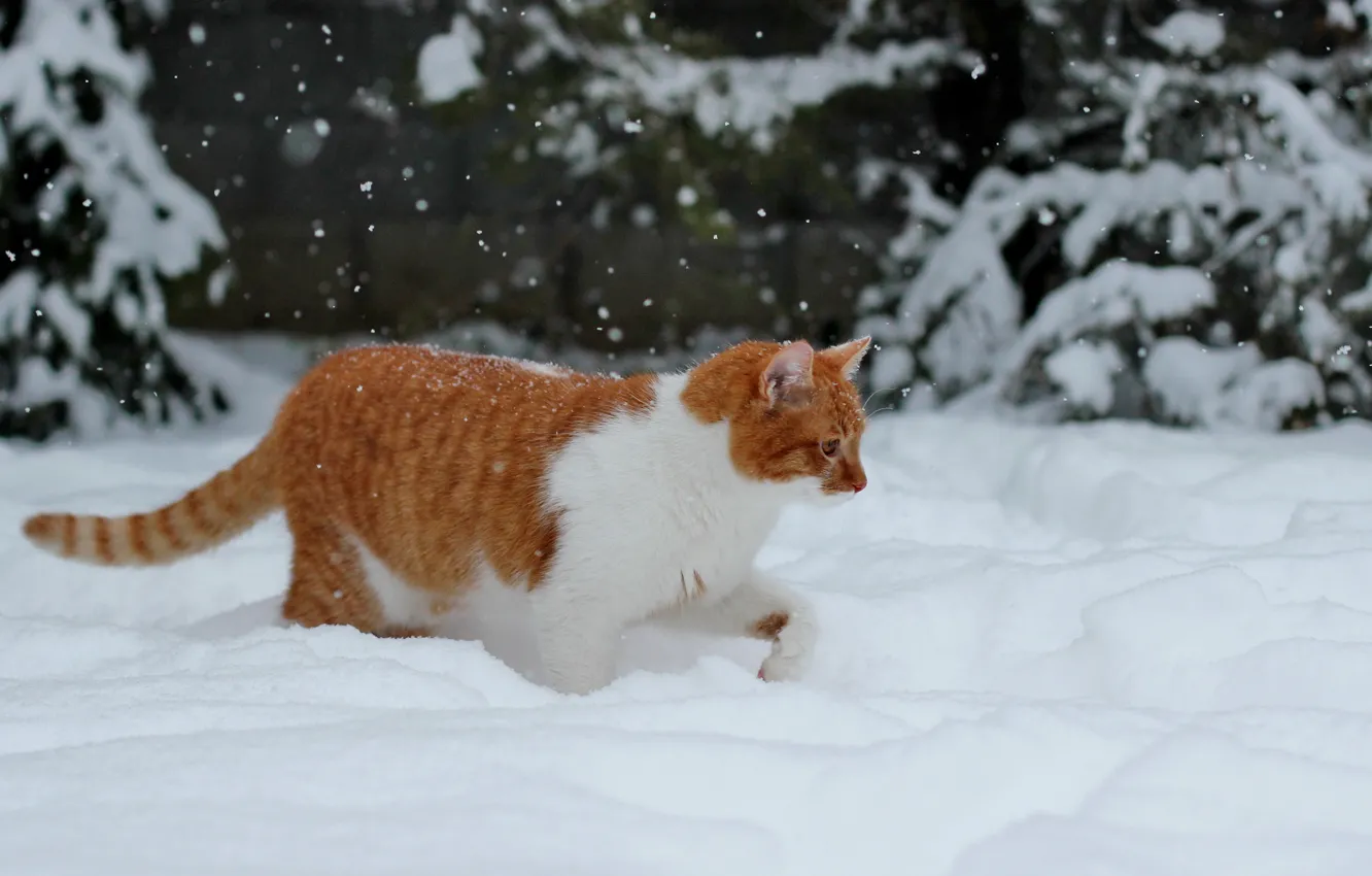 Photo wallpaper winter, forest, cat, cat, snow, branches, pose, ate