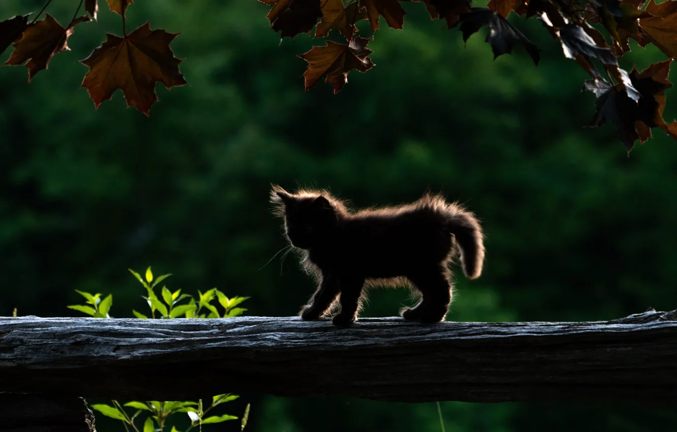Photo wallpaper leaves, baby, log, kitty