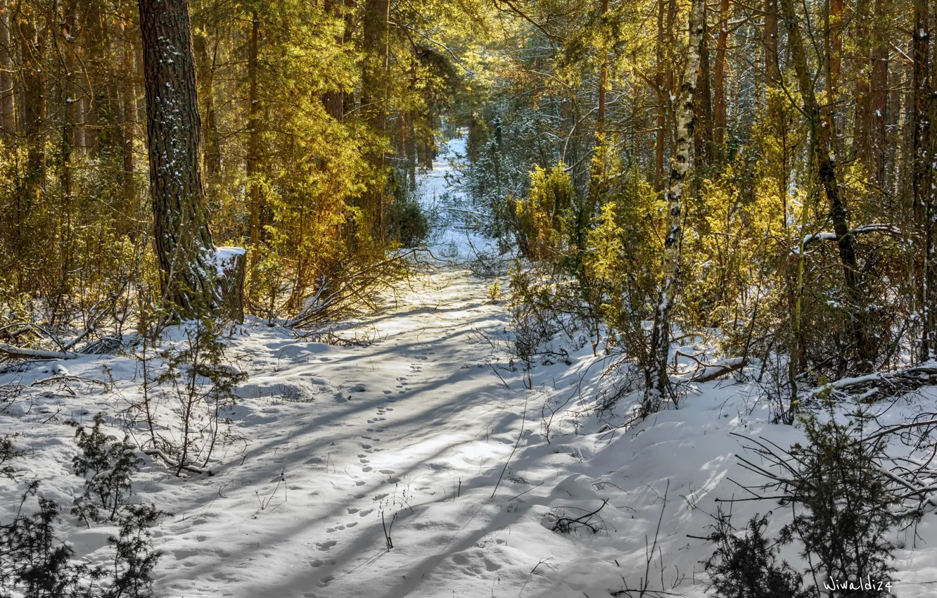 Photo wallpaper Winter, Trees, Snow, Forest, Nature, Winter, Snow, Trees