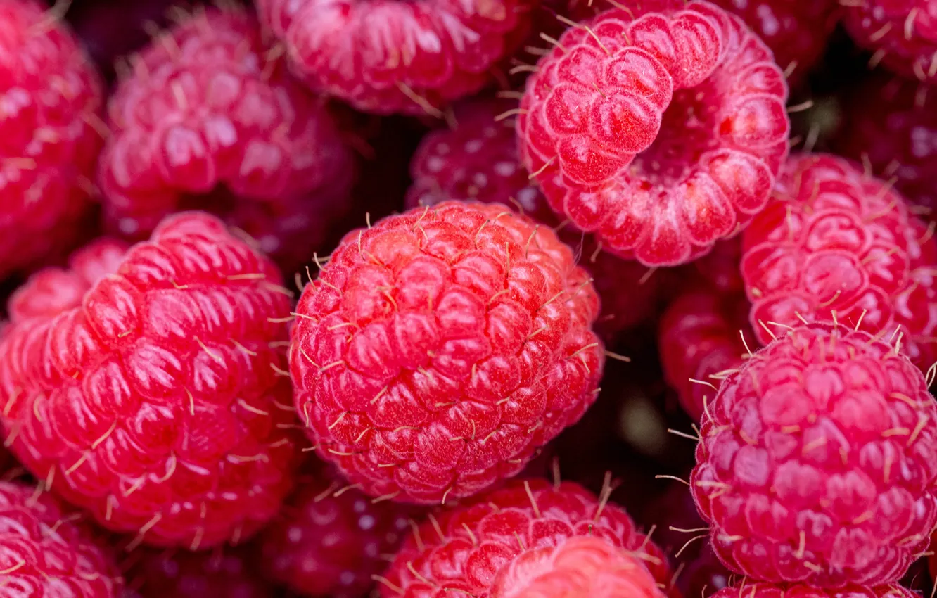 Photo wallpaper macro, red, berries, raspberry, a lot, ripe