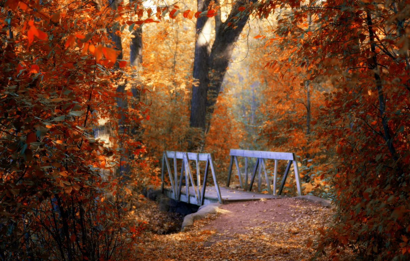 Photo wallpaper autumn, leaves, bridge, Park