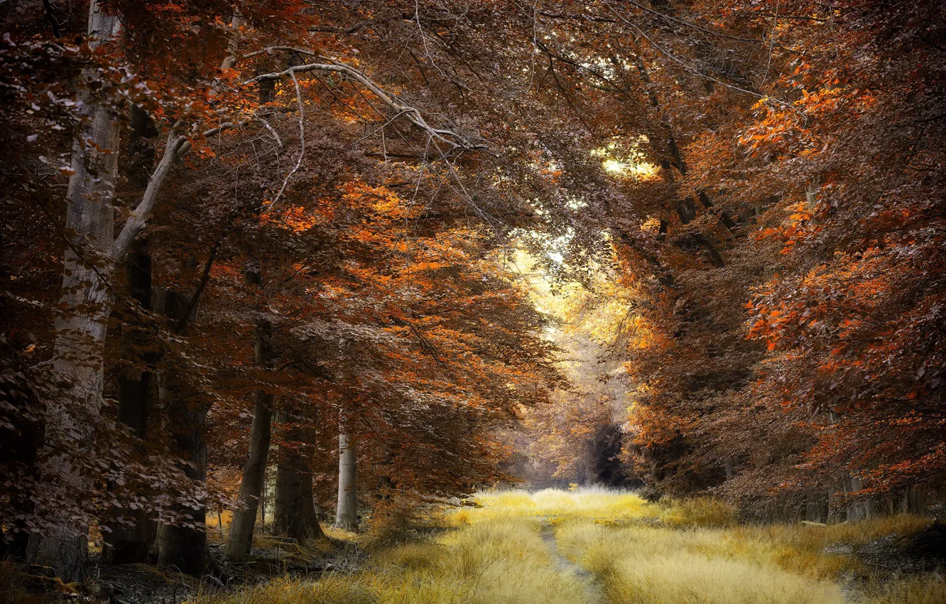 Photo wallpaper autumn, nature, Park