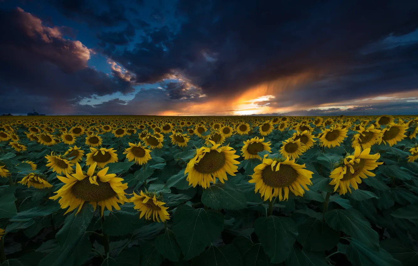 Photo wallpaper summer, the sky, sunflowers, sunset, nature